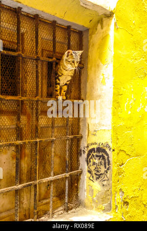 Tabby Cat, Spanien, Valencia, Altstadt Valencia, Stadtviertel El Carmen Barrio, Hauskatze, Valencia, Barrio del Carmen Stockfoto