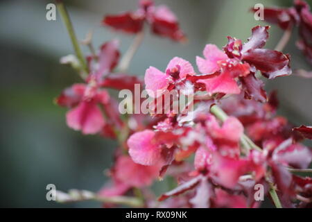 Kastanienbraun und deep purple Zygopetalum maculatum, tanzende Lady Orchidee, Oncidium, Onc. Stockfoto