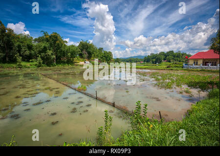 Tana Toraja Regency ist eine Regentschaft von South Sulawesi Provinz von Indonesien, und die Heimat der Toraja ethnische Gruppe. Reisfelder sind überall zu sehen. Stockfoto