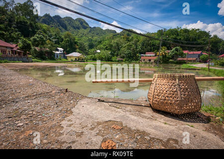 Tana Toraja Regency ist eine Regentschaft von South Sulawesi Provinz von Indonesien, und die Heimat der Toraja ethnische Gruppe. Reisfelder sind überall zu sehen. Stockfoto