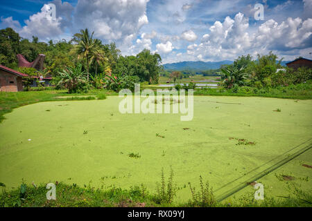 Tana Toraja Regency ist eine Regentschaft von South Sulawesi Provinz von Indonesien, und die Heimat der Toraja ethnische Gruppe. Reisfelder sind überall zu sehen. Stockfoto