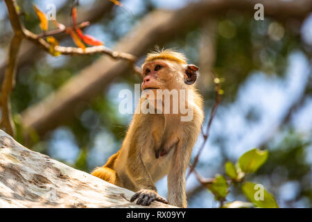 Macaque. Yala National Park. Sri Lanka. Stockfoto