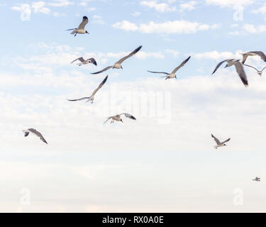 Schwarm Vögel fliegen hoch in den Himmel tun, was Sie am besten können Stockfoto