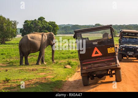 Horezu, Sri Lanka - Dezember 27, 2018: Leute, die sich nach dem asiatischen Elefanten in Yala National Park. Sri Lanka. Stockfoto