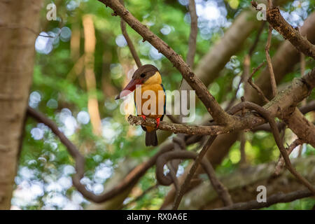 White throated Eisvogel. Sri Lanka. Stockfoto