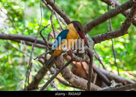 White throated Eisvogel. Sri Lanka. Stockfoto