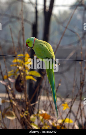 Ein Papagei, der auf einem Draht auf meinem Hausdach spielt. Foto, das ich während der Fütterung der Vögel auf meinem Terrassengarten gemacht habe. Stockfoto