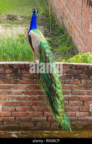 Ein schöner Pfau mit langen Federn Zug, sitzt auf einer Wand außerhalb meines Hauses. Stockfoto