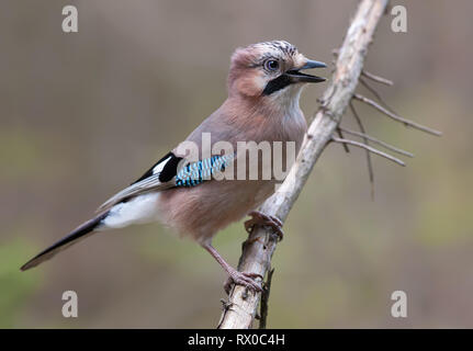 Eurasischen Jay posiert auf trockenen Zweig mit offenen Schnabel Stockfoto