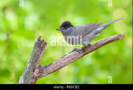 Männliche Mönchsgrasmücke posieren auf einem alten Zweig Stockfoto