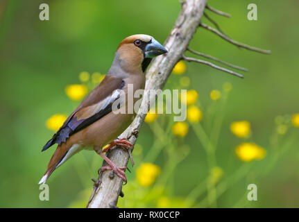 Männliche Hawfinch posiert auf Zweig mit Blumen Stockfoto