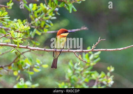 Chestnut vorangegangen bee Eater. Yala National Park. Sri Lanka. Stockfoto