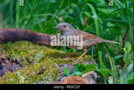 Sonnige Dunnock steht auf einem Moosigen Stamm Stockfoto