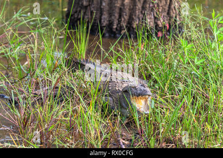 Krokodil versteckt im Gras. Yala National Park. Sri Lanka. Stockfoto