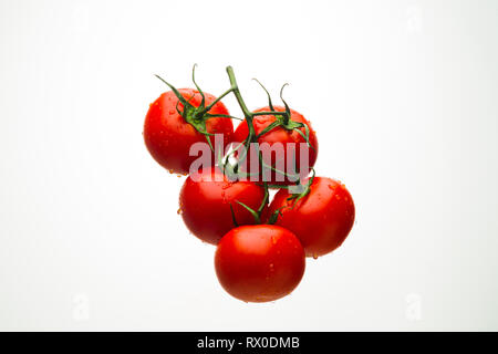Tomaten rot auf einen grünen Zweig in Ströme von Wasser, weißer Hintergrund, Studio Light Stockfoto