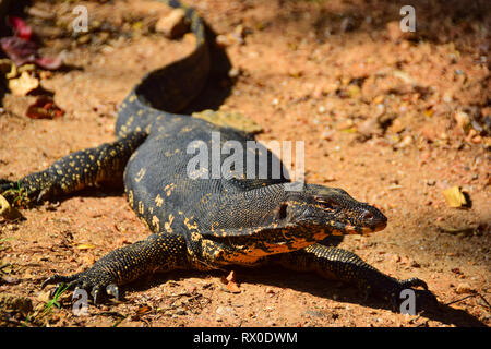 Waran, See Kandy, Kandy, Sri Lanka Stockfoto