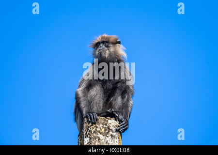 Lila konfrontiert Langur sitzen auf der Pole. Sri Lanka. Stockfoto