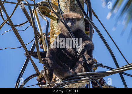 Lila konfrontiert Langur sitzen auf der Pole. Sri Lanka. Stockfoto