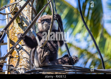 Lila konfrontiert Langur sitzen auf der Pole. Sri Lanka. Stockfoto