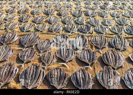 Traditionelle Sri Lankische getrocknet auf Sun Fisch. Weligama, Sri Lanka. Stockfoto