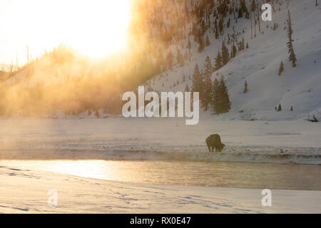 Ein bison Schürfwunden an der Madison River bei Sonnenaufgang während des späten Winters in der Nähe des Swan Lake Flats März 1, 2019 im Yellowstone National Park, Wyoming. Stockfoto