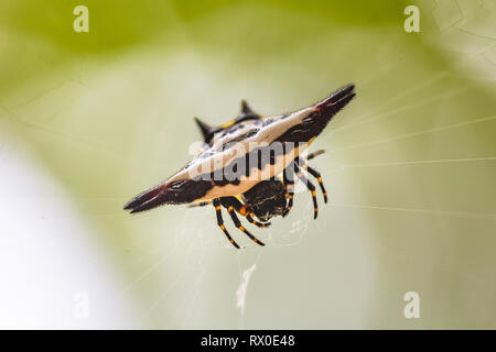 Orientalische stacheligen Orb weaver. Sri Lanka. Stockfoto