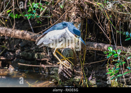 Schwarz gekrönt Night Heron. Yala National Park. Sri Lanka. Stockfoto