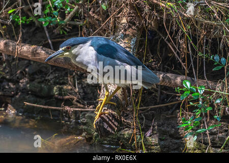 Schwarz gekrönt Night Heron. Yala National Park. Sri Lanka. Stockfoto