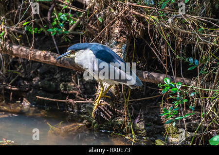 Schwarz gekrönt Night Heron. Yala National Park. Sri Lanka. Stockfoto