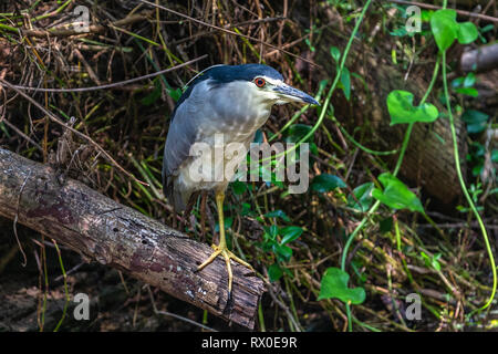 Schwarz gekrönt Night Heron. Yala National Park. Sri Lanka. Stockfoto