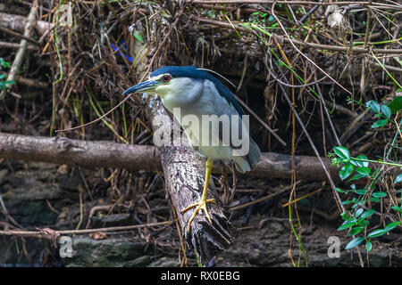 Schwarz gekrönt Night Heron. Yala National Park. Sri Lanka. Stockfoto