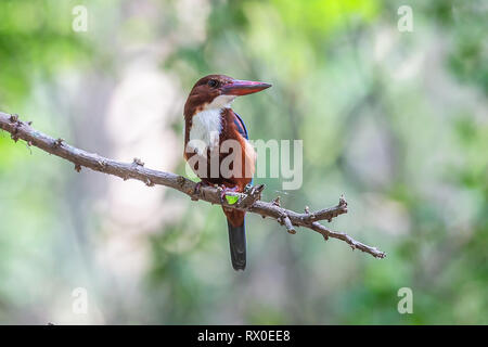 White throated King Fisher. Yala National Park. Sri Lanka. Stockfoto