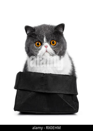 Blau mit weißer Junge Exotic Shorthair Katze, sitzend, Front in schwarz Papiertüte. Auf der Suche nach Objektiv mit erstaunlichen Umlauf orange Augen. Auf weiß Isoliert Stockfoto