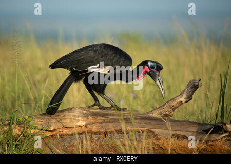 Abessinier Hornrabe, Bucorvus abyssinicus, Murchison Falls Nationalpark, Uganda Stockfoto