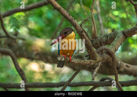 White throated King Fisher. Yala National Park. Sri Lanka. Stockfoto