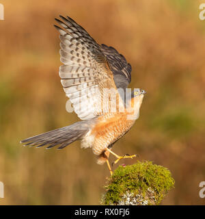 Ein männlicher Sperber (Accipiter nisus) thront auf einem Baumstumpf seine Flügel ausbreitet und schaut in den Himmel, um mögliche Bedrohungen abzuschrecken Stockfoto