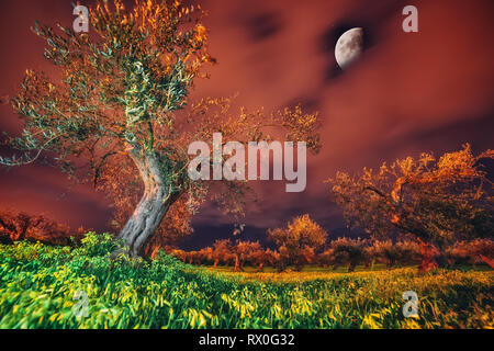 Einen fantastischen Blick auf den Garten im Mondlicht. Mediterranes Klima. Dramatische und malerische Szene. Ort: Sizilien, Kap Milazzo, Italien Stockfoto