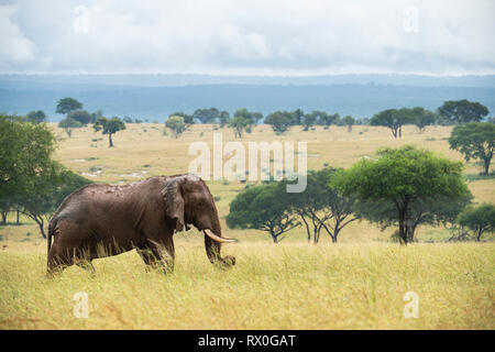 Afrikanischer Elefant, Loxodonta africana Africana, Murchison Falls Nationalpark, Uganda Stockfoto