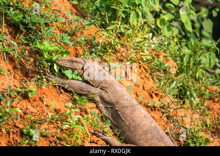 Wasser Monitor Eidechse. Yala National Park. Sri Lanka. Stockfoto