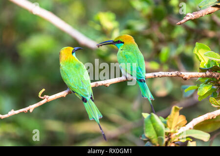 Green Bee-eater. Yala National Park. Sri Lanka. Stockfoto