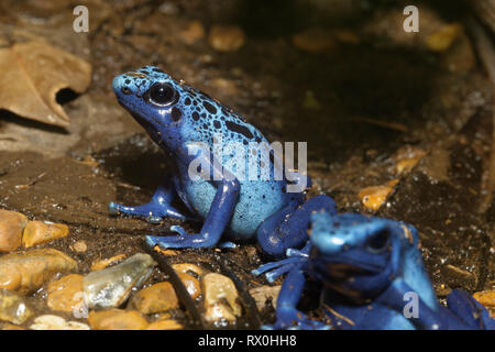 Zwei blaue Gift Frösche - Dendrobates tinctorius Azureus seltene Arten aus Surinam Stockfoto