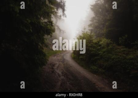 Pfad in den Wald mit Nebel im Hintergrund Stockfoto