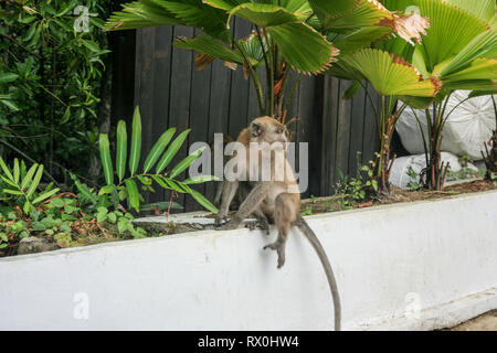 Macaque am Tanjung Piai, die südlichste Spitze von Festland Asien, Pontian, Malaysia Stockfoto