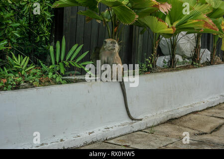 Macaque am Tanjung Piai, die südlichste Spitze von Festland Asien, Pontian, Malaysia Stockfoto