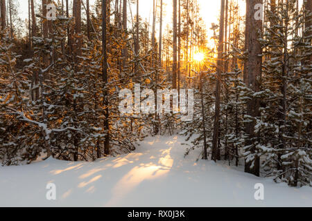 Sonnenaufgang über einem schneebedeckten Wald von lodgepole Pine in der Nähe von Madison Junction im späten Winter März 1, 2019 im Yellowstone National Park, Wyoming. Stockfoto