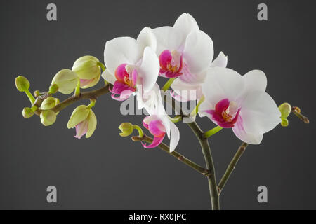 Zweig der weiße Orchideenblüte auf grauem Hintergrund. Stockfoto