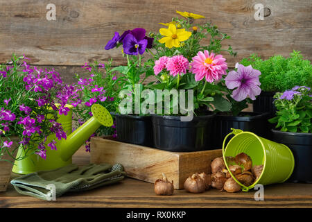Keimlinge von Garten Blumen und Pflanzen in Blumentöpfen, Lampen der Frühling Blumen. Garten Ausstattung: Gießkanne, Eimer, Handschuhe. Stockfoto