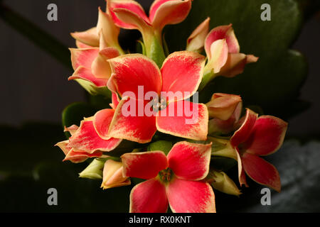 Roten Kalanchoe, Kalanchoe ist eine Sukkulente mit großen grünen Blättern und Cluster von kleinen Blumen, die blühen für viele Wochen im Innenbereich Stockfoto