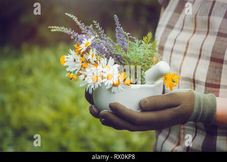 Frau in ihrer Hände halten ein Mörtel von heilenden Kräutern. Herbalist sammelt Heilpflanzen auf einer Wiese. Stockfoto