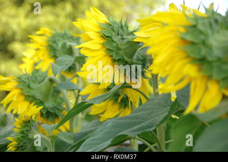 Sonnenblumen alle in Reihe Stockfoto
